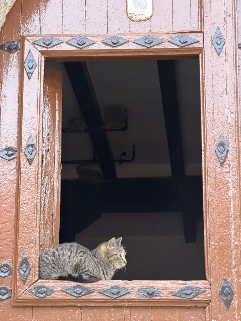 cat